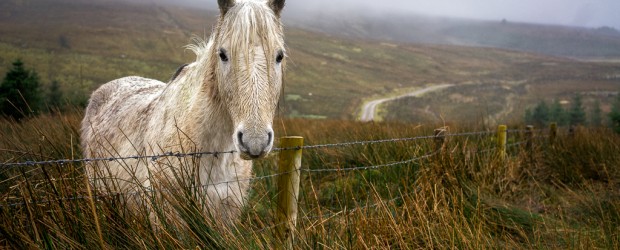 Pony in the Rain